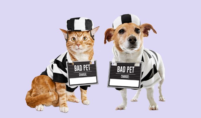 Pet Costumes
