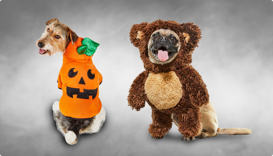 A dog wearing a pumpkin costume and a dog wearing a Teddy Bear pet illusion costume.