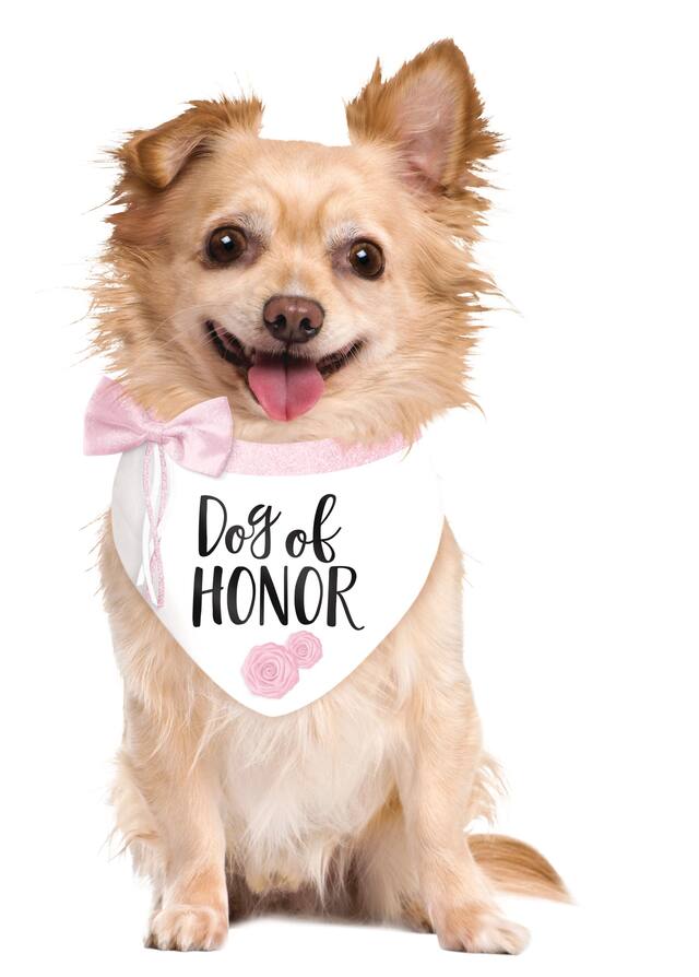 Dog of Honour Bandana, White/Pink, One Size, Wearable Accessory for Weddings Front_Flat
