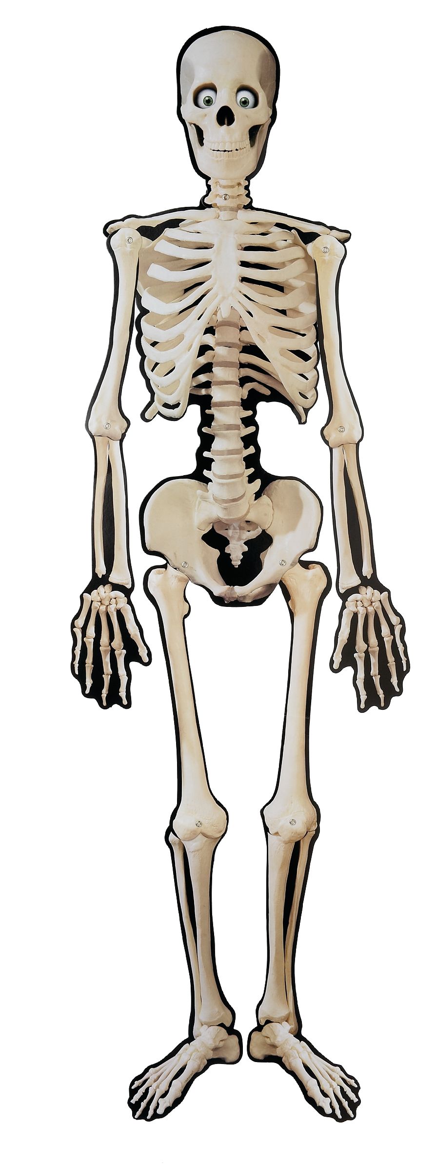 Skeleton Jointed Paper Cutout, White, 53-in, Indoor Decoration for Halloween Front_Flat
