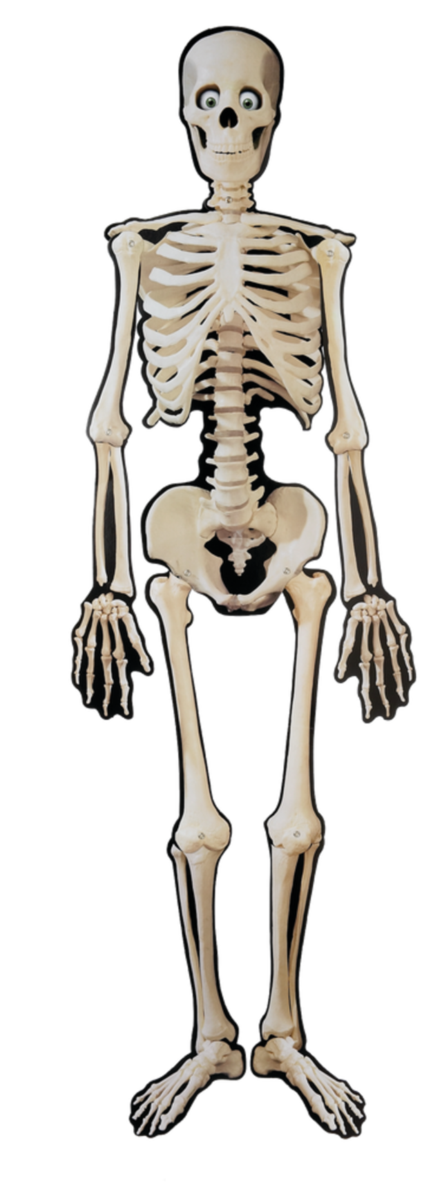 Skeleton Jointed Paper Cutout, White, 53in, Indoor Decoration for