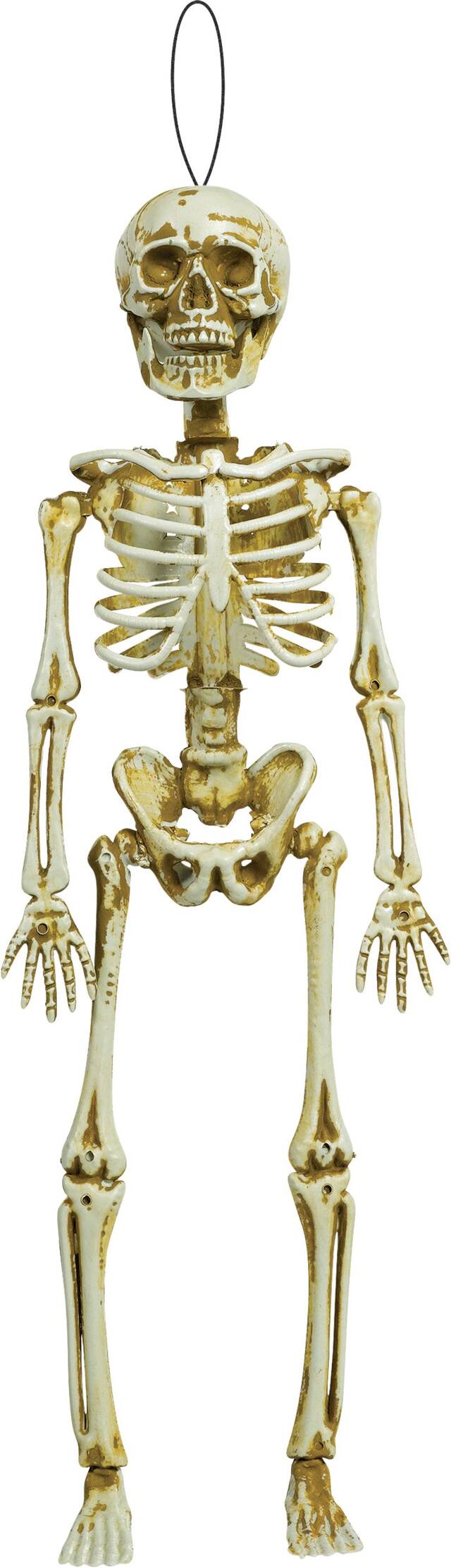 Squelette d'Halloween, 15,5&nbsp;po Front_Flat