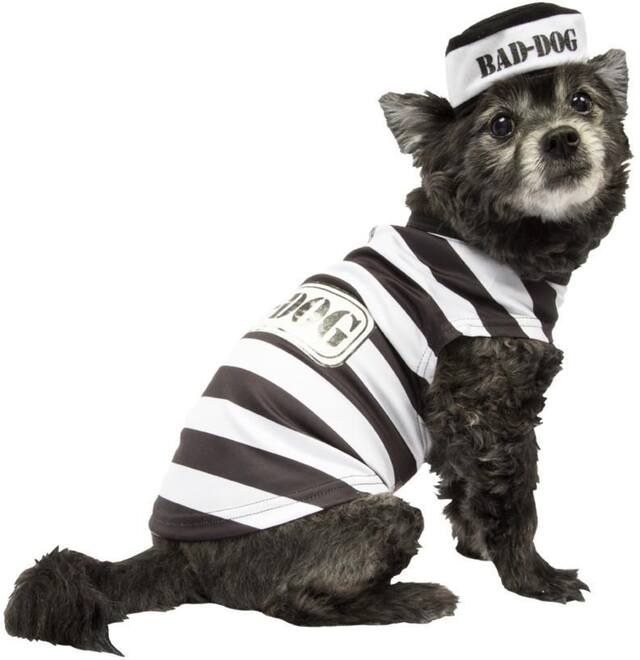 Costume de prisonnier pour chien de Mission Pets, moyen/grand Back_Angled_Right