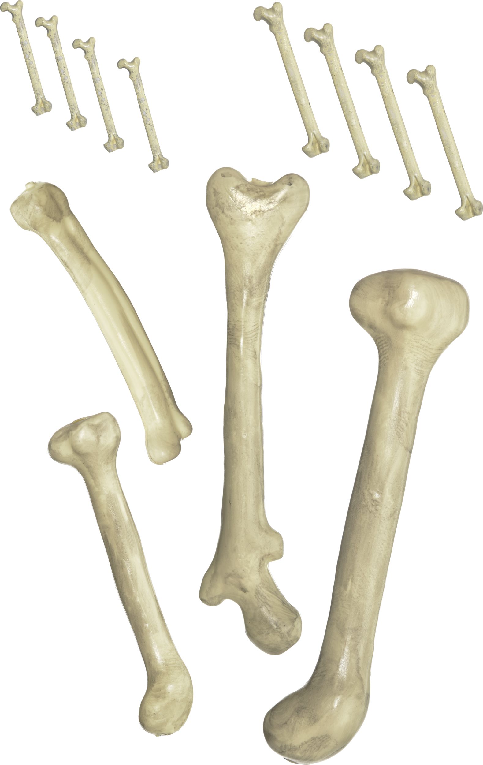 Party Prop Bones, 12-pk Overhead_Flat