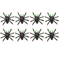 Araignées noires à pattes rouges, paq. 8