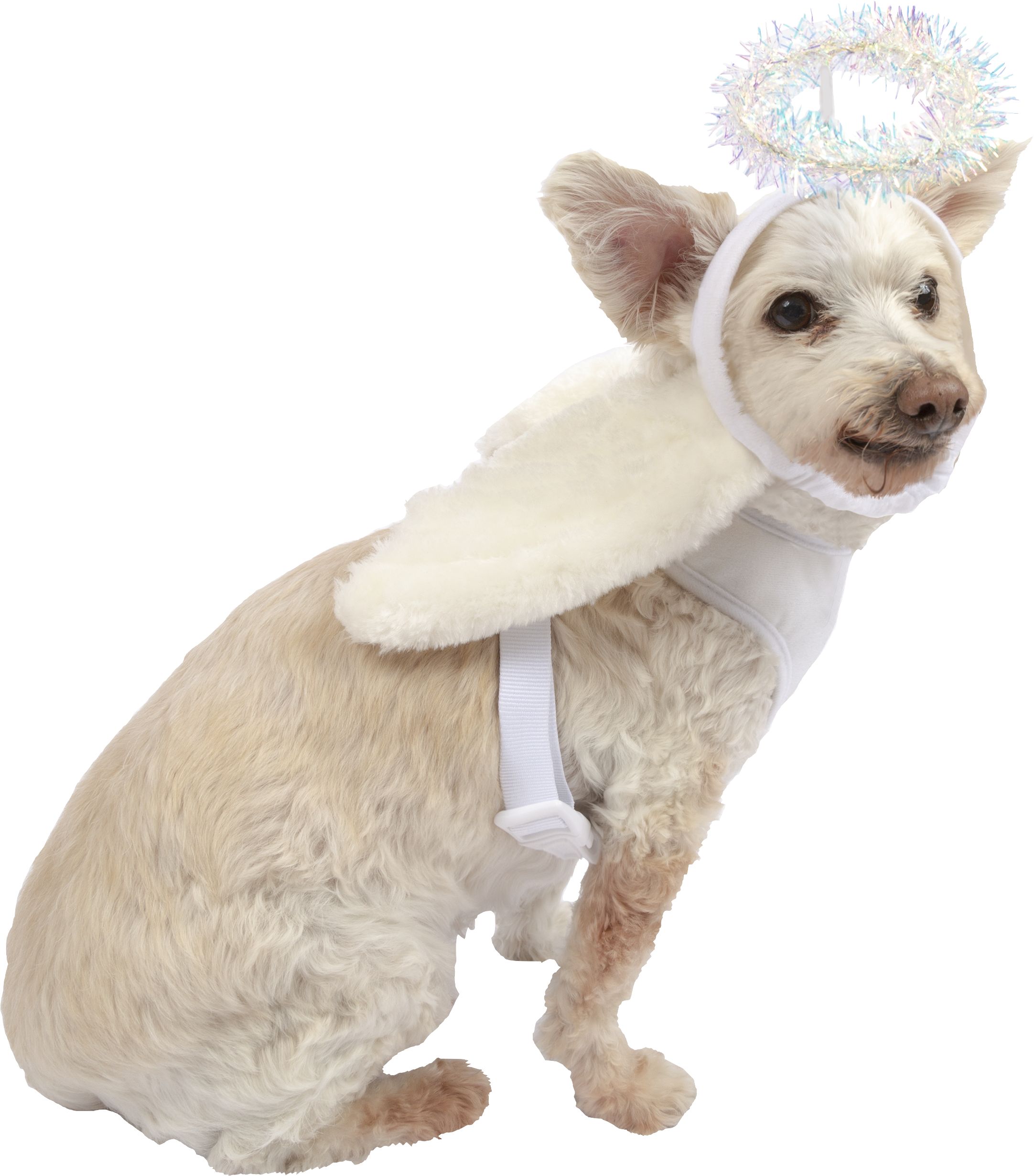 White Angel Wing Har