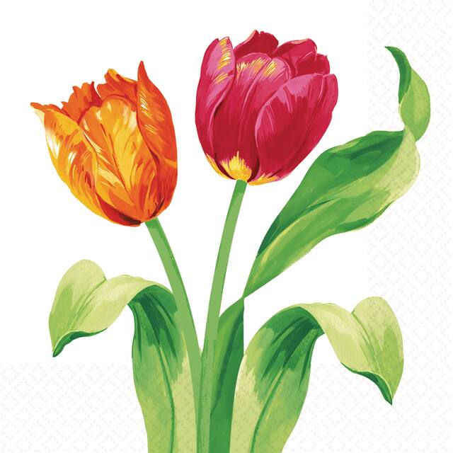 Serviettes à boisson Tulipes printanières, paq. 16 Front_Flat